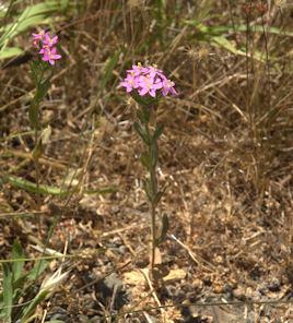 2009-06-22_3 Zeltnera muehlenbergii cropped TN.jpg - 51627 Bytes